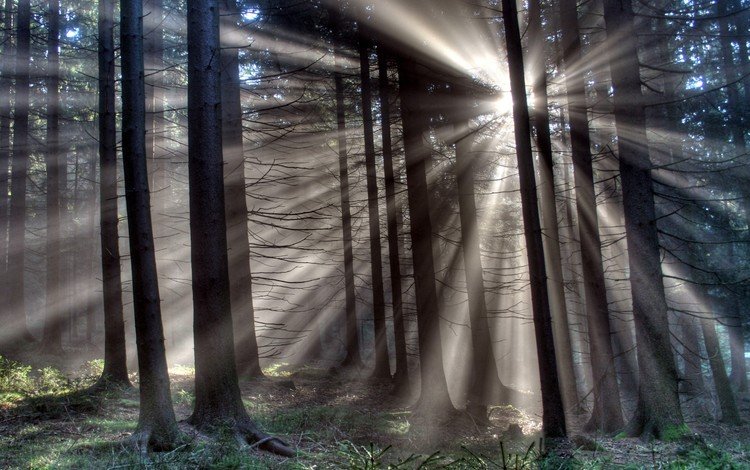 свет, деревья, лес, лучи, light, trees, forest, rays