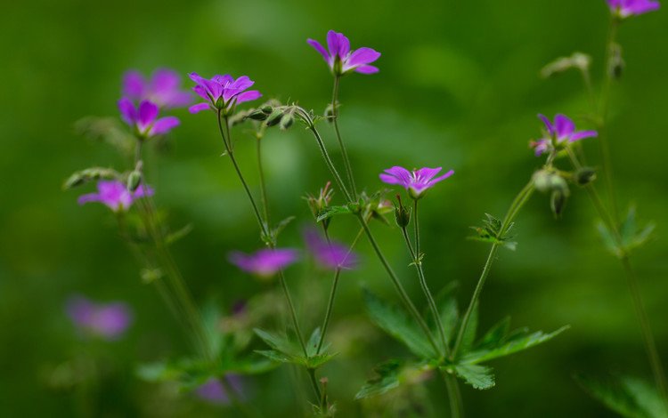 лето, зеленый фон, лиловые цветы, summer, green background, purple flowers