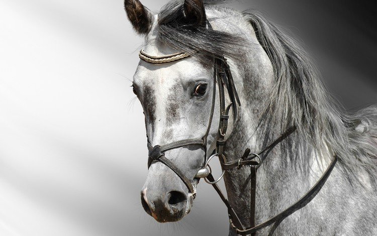 лошадь, серая, конь, грива, голова, сбруя, horse, grey, mane, head, harness