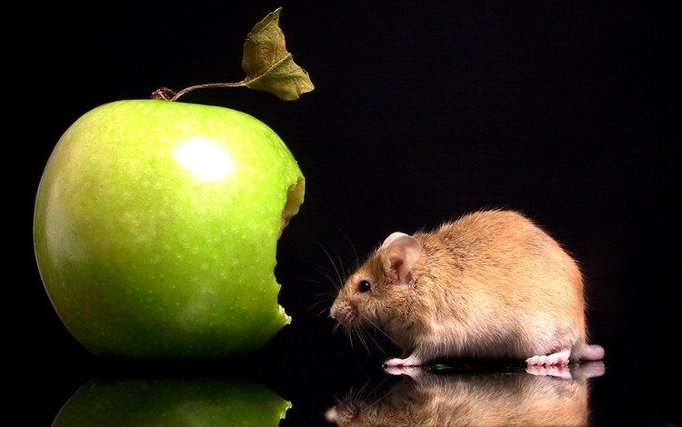 отражение, черный фон, мышь, яблоко, укус, мышка, reflection, black background, mouse, apple, bite