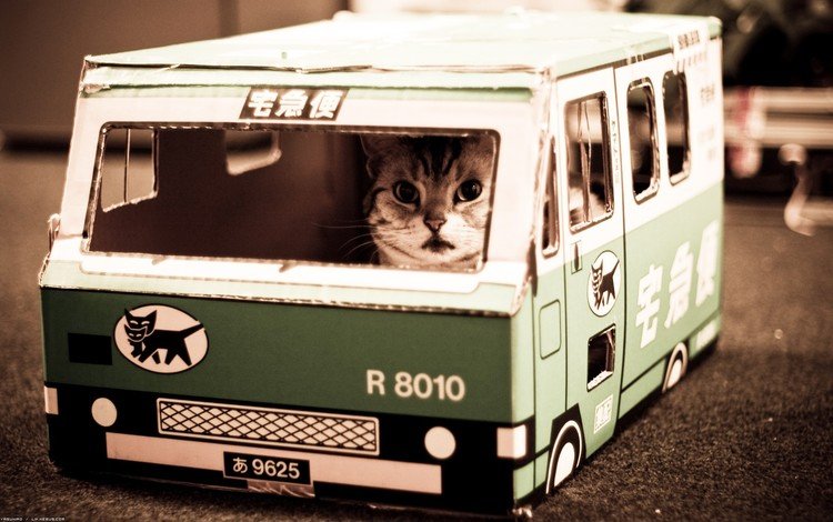 nekobasu, кошачий автобус, котик, cat bus, cat