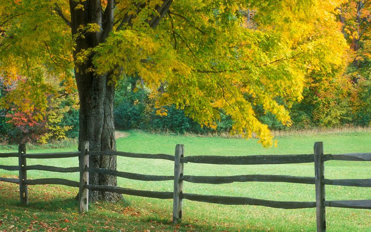 дерево, осень, забор, tree, autumn, the fence