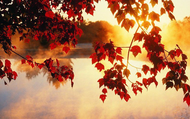 свет, осенние обои, деревья, солнце, листья, фото, лучи, осень, красота, light, autumn wallpaper, trees, the sun, leaves, photo, rays, autumn, beauty