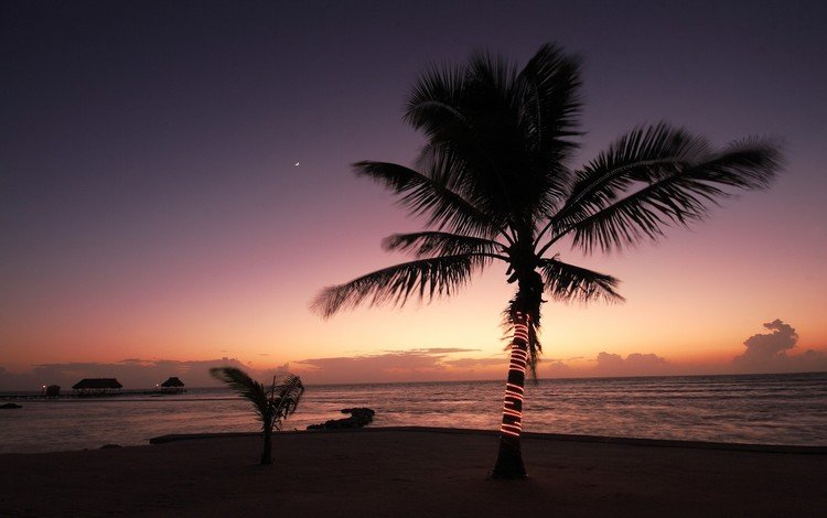 вечер, берег, новый год, море, пальмы, тропики, the evening, shore, new year, sea, palm trees, tropics