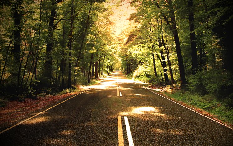 дорога, деревья, природа, обои, лес, фото, путь, road, trees, nature, wallpaper, forest, photo, the way
