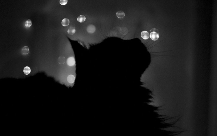 ночь, кот, кошка, чёрно-белое, профиль, силуэт, окно, night, cat, black and white, profile, silhouette, window