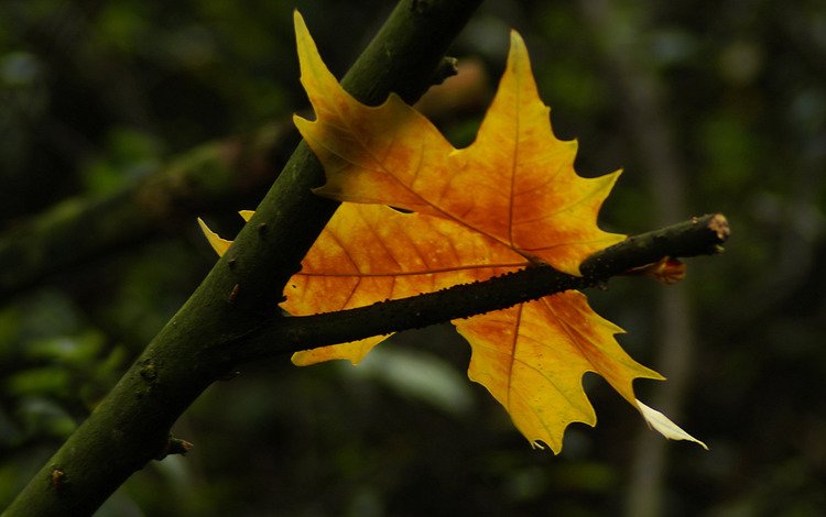 лист, символ, осен, sheet, symbol, autumn