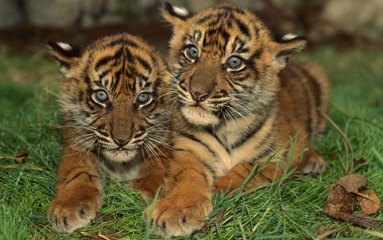 тигр, маленькие, тигрята, полосатые, амурский тигр, tiger, small, the cubs, striped, the amur tiger