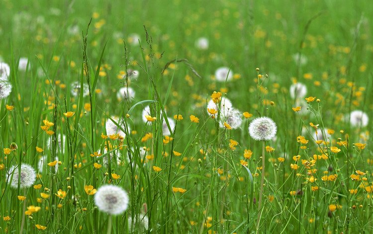 цветы, трава, поле, одуванчики, flowers, grass, field, dandelions
