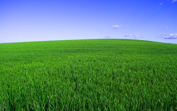 небо, трава, зелёный, поле, горизонт, the sky, grass, green, field, horizon