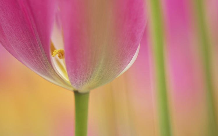 макро, цветок, тюльпан, macro, flower, tulip
