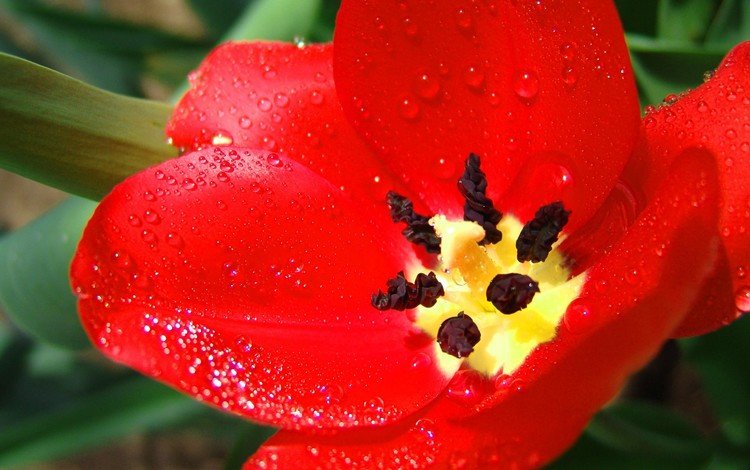 красный, тюльпан, большой, red, tulip, large
