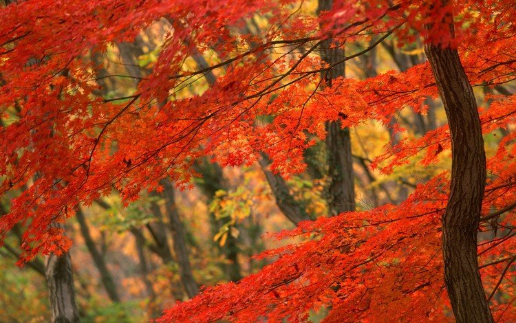 дерево, осень, япония, tree, autumn, japan
