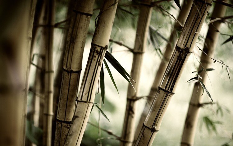 трава, природа, листья, бамбук, размытость, стебли, крупным планом, grass, nature, leaves, bamboo, blur, stems, closeup