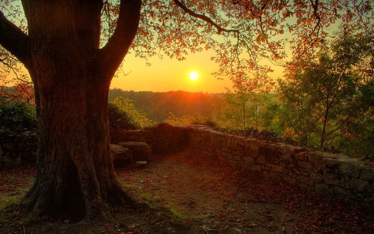 солнце, природа, дерево, настроение, the sun, nature, tree, mood