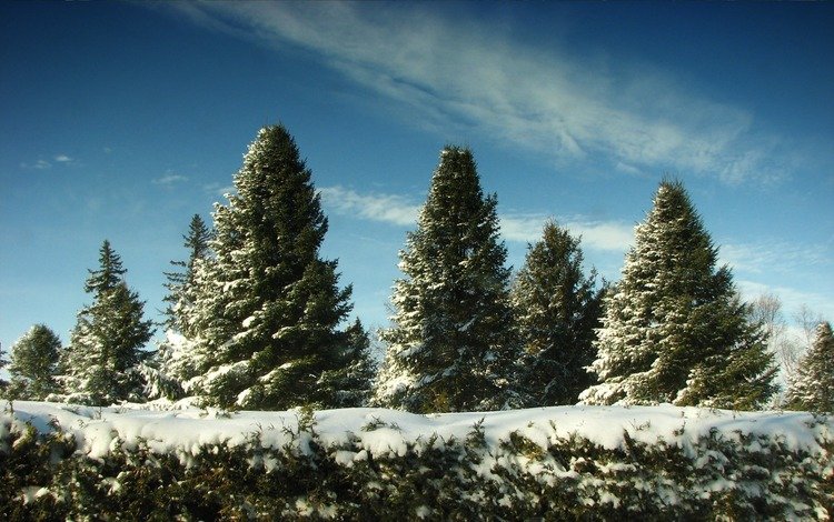 небо, снег, елки, the sky, snow, tree