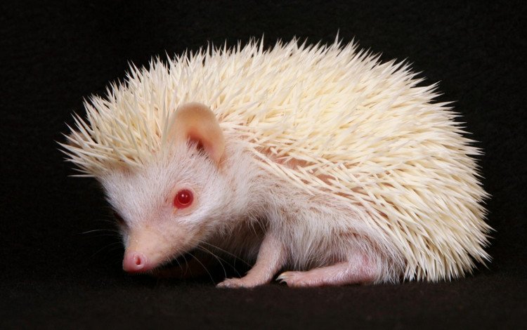 еж, альбинос, erizo, h__risson, hedgehog, albino