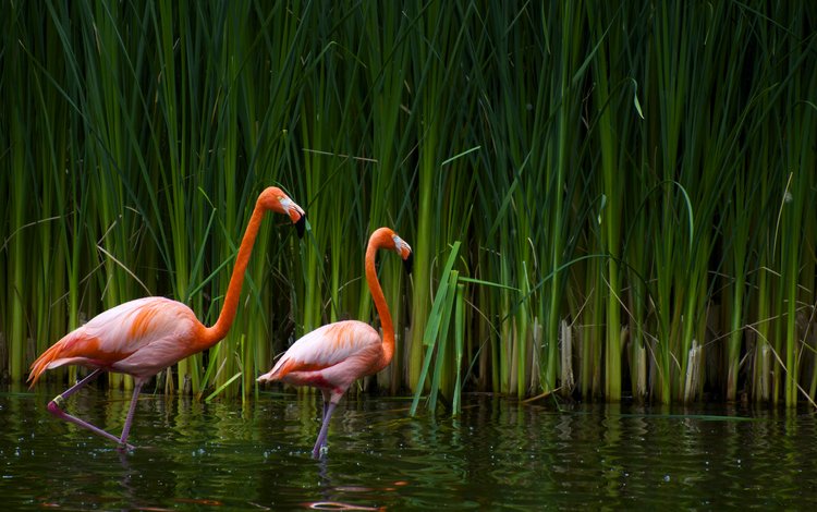 озеро, фламинго, птицы, калифорния, тростник, sacramento zoo, lake, flamingo, birds, ca, cane