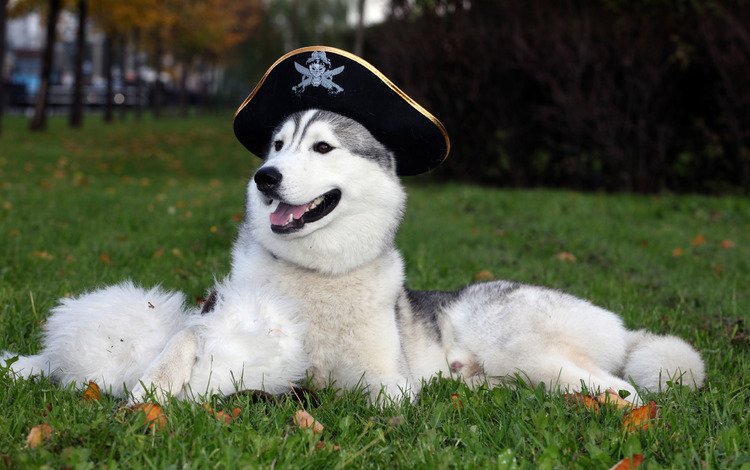 обои, собака, шляпа, хаска, wallpaper, dog, hat, husky