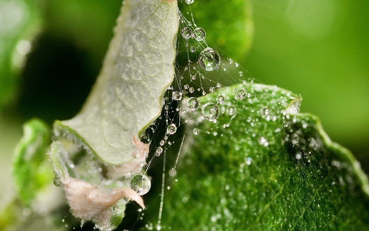 зелень, капли, лист, паутина, капельки росы, крупным планом, greens, drops, sheet, web, drops of dew, closeup