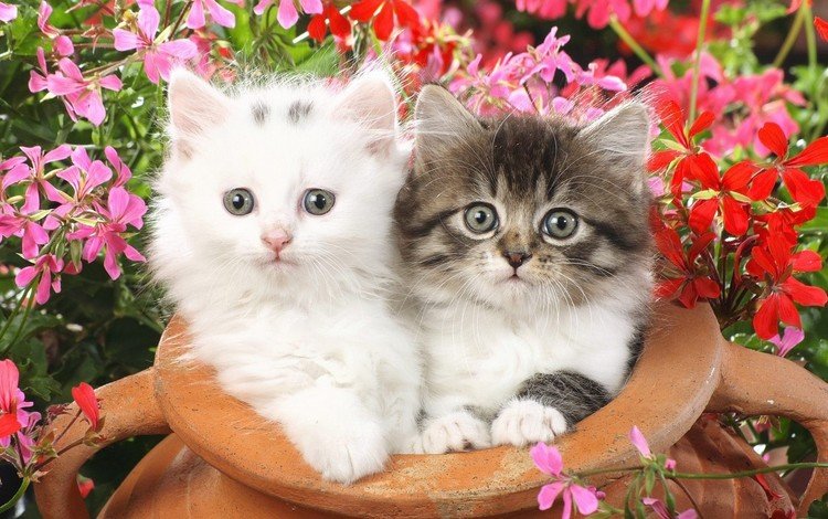 цветы, пушистые, котята, маленькие, flowers, fluffy, kittens, small