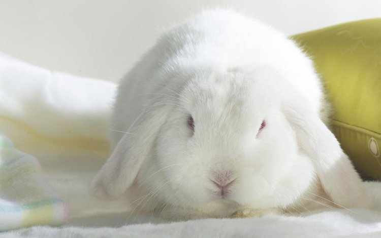 белый, кролик, длинноухий, white, rabbit, long-eared