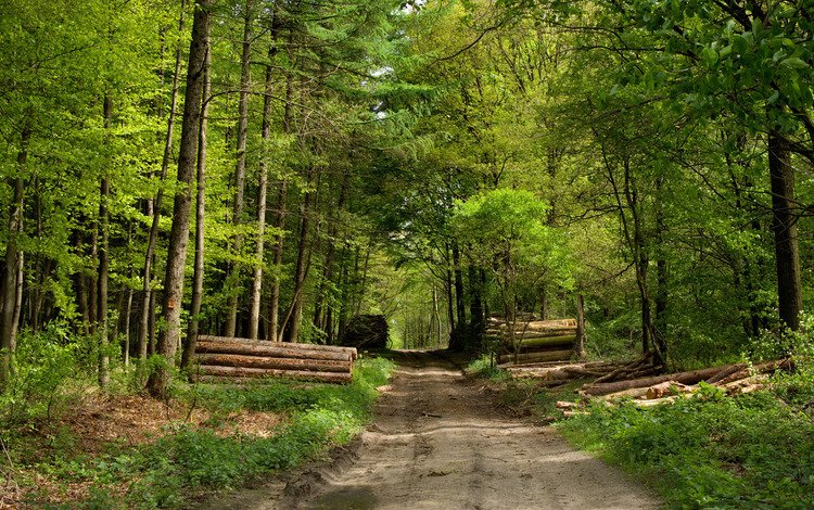 дорога, лес, бревна, road, forest, logs