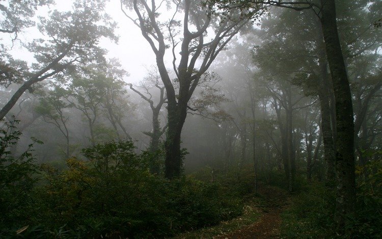дерево, лес, туман, тропинка, tree, forest, fog, path