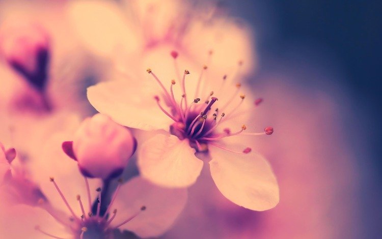 цветение, макро, цветок, весна, розовый, вишня, сакура, flowering, macro, flower, spring, pink, cherry, sakura