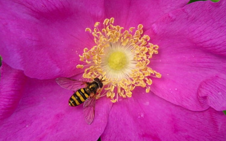 лепестки, пчела, нектар, petals, bee, nectar
