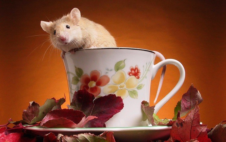 листья, чашка, мышка, leaves, cup, mouse
