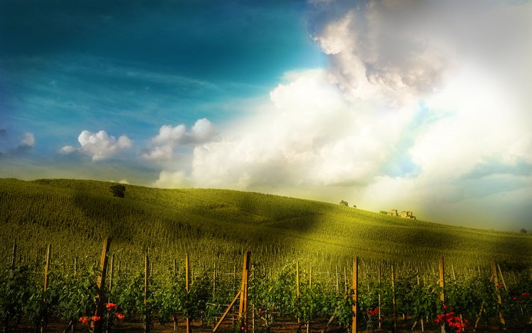 небо, цветы, поле, здания, виноградник, плантация, the sky, flowers, field, building, vineyard, plantation