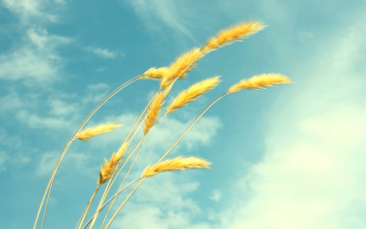 небо, облака, лето, пшеница, колоски, лёгкость, the sky, clouds, summer, wheat, spikelets, ease