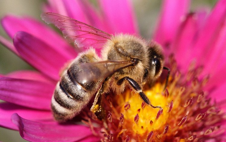 макро, цветок, розовый, пчела, оса, macro, flower, pink, bee, osa