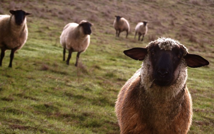 взгляд, луг, овцы, look, meadow, sheep