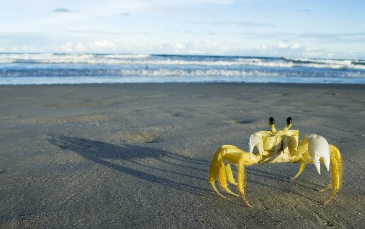 песок, краб, побережье.прибой, sand, crab, coast.surf