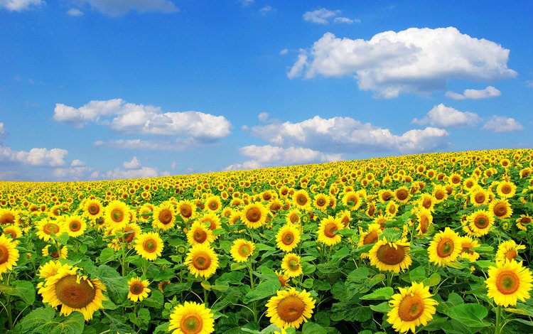 солнце, природа, лето, подсолнух, the sun, nature, summer, sunflower