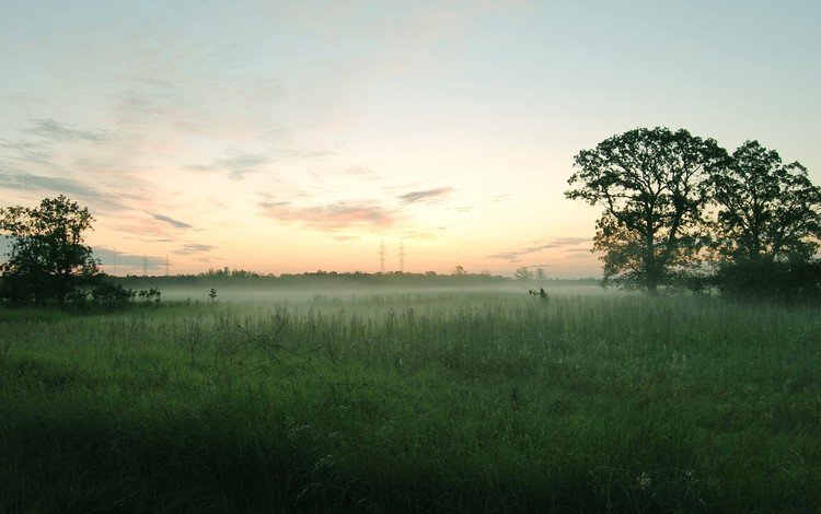 деревья, туман, поле, trees, fog, field