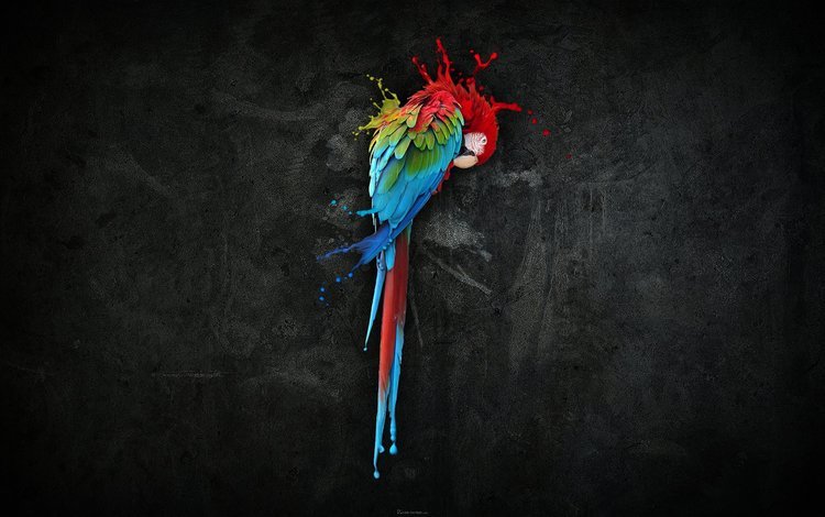 краски, темный фон, попугай, paint, the dark background, parrot