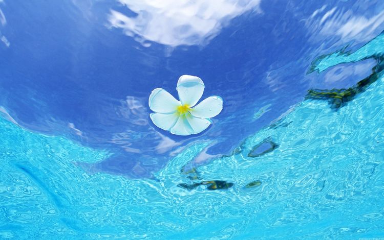 цветок, океан, глубина, flower, the ocean, depth