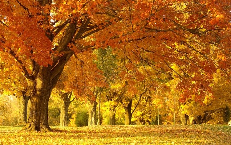 деревья, природа, лес, пейзаж, парк, листва, осень, красота, trees, nature, forest, landscape, park, foliage, autumn, beauty