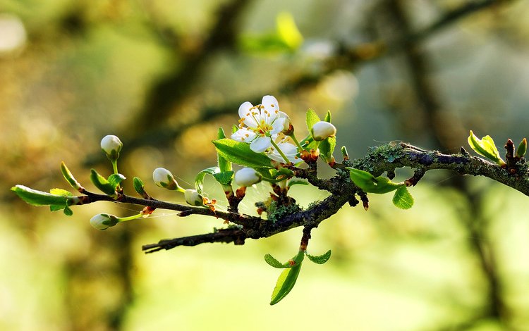 природа, макро, весна, цветки, ветвь, nature, macro, spring, flowers, branch