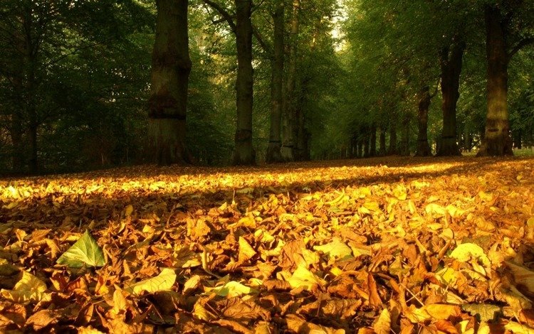 природа, листья, осень, время года, опавшие листья, nature, leaves, autumn, time of the year, fallen leaves