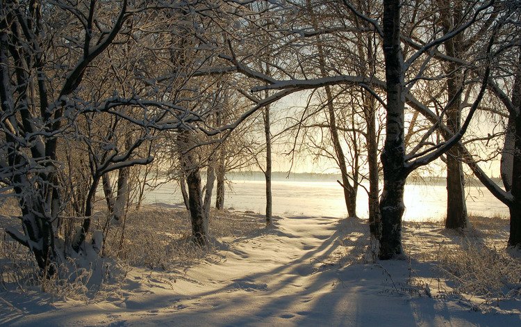 деревья, снег, природа, зима, фото, зимние обои, trees, snow, nature, winter, photo, winter wallpaper
