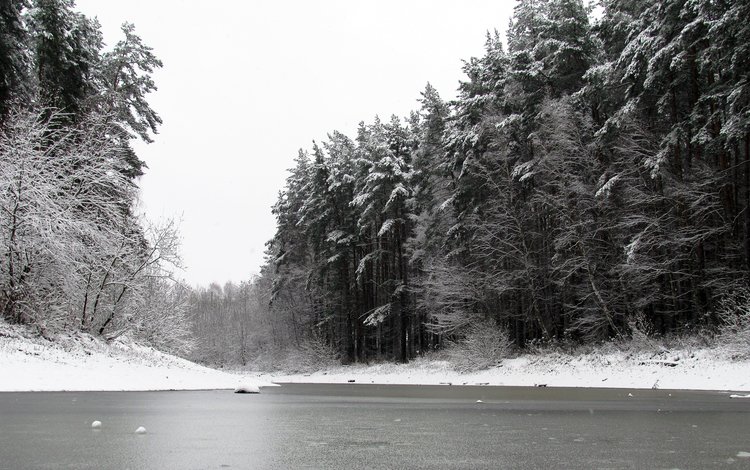 снег, природа, лес, зима, чёрно-белое, сосны, пруд, snow, nature, forest, winter, black and white, pine, pond