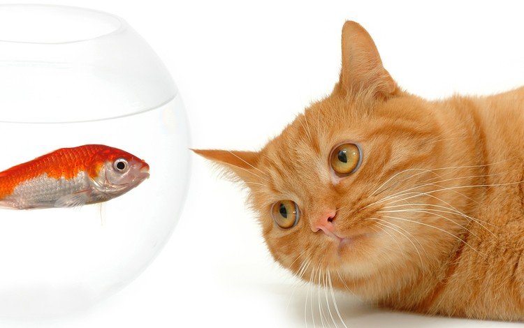 кот, мордочка, кошка, взгляд, белый фон, рыжий, аквариум, рыбка, cat, muzzle, look, white background, red, aquarium, fish