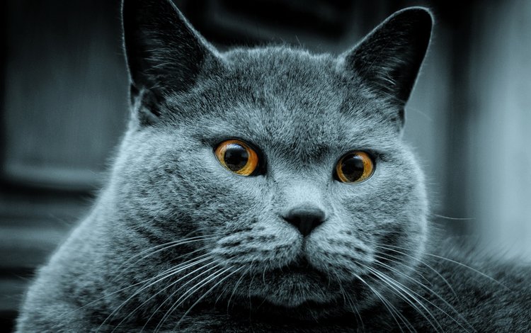 кот, серый, кого-то, увидел, cat, grey, someone, saw