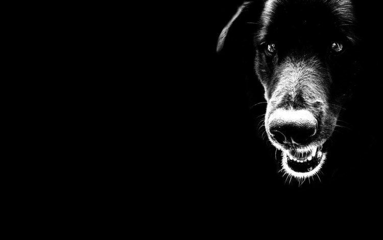 чёрно-белое, черный, собака, минимализм, black and white, black, dog, minimalism
