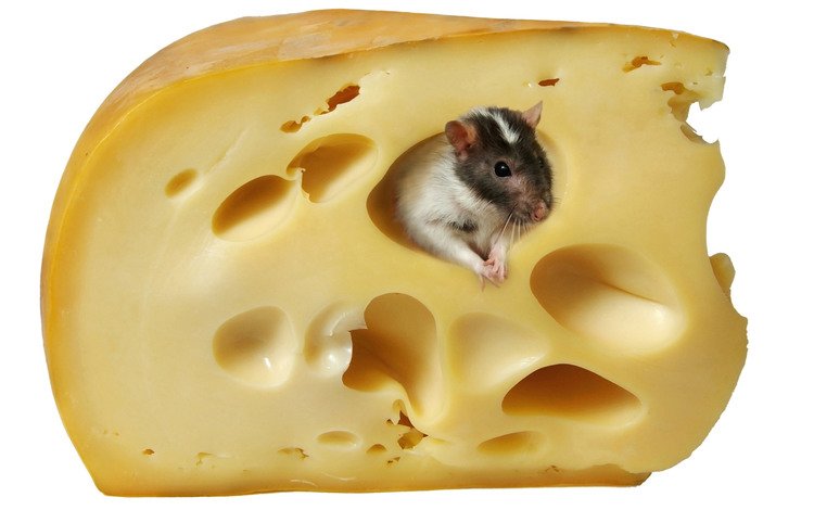 сыр, белый фон, мышь, крыса, cheese, white background, mouse, rat