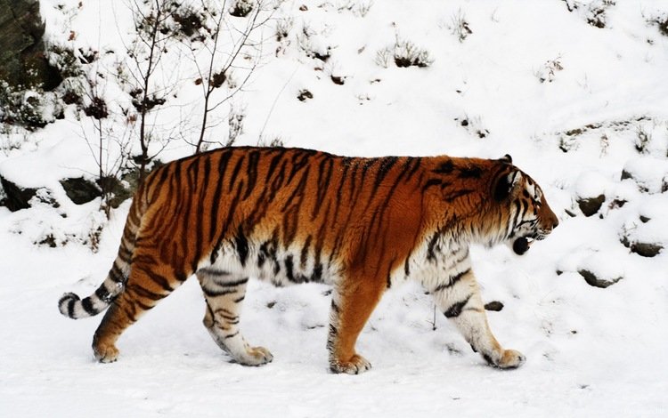 тигр, снег, зима, тайга, tiger, snow, winter, taiga